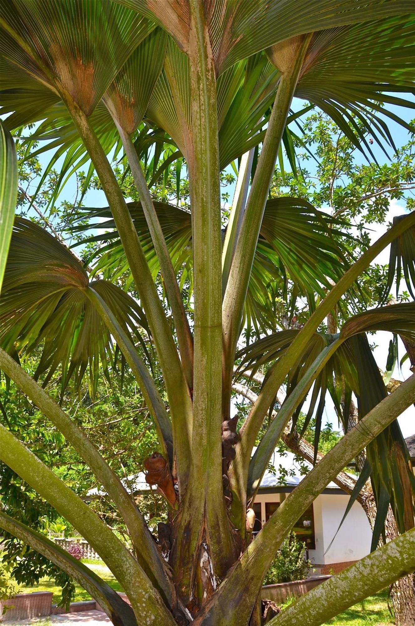 Calou Guest House La Digue Bagian luar foto